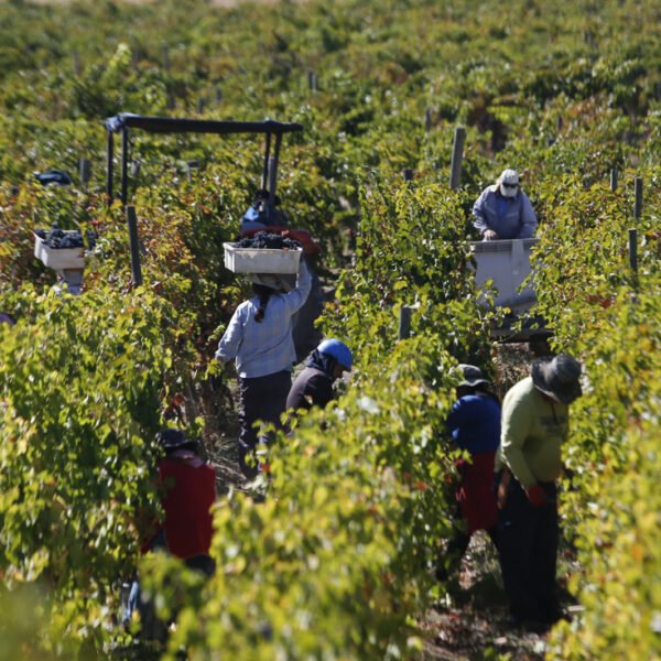 Ante menos volumen, más valor La estrategia que toma fuerza en el vino chileno frente a un escenario cada vez más complejo