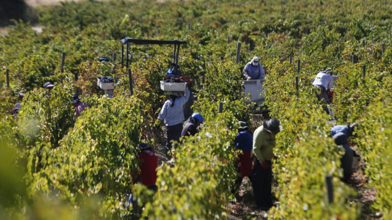 Ante menos volumen, más valor La estrategia que toma fuerza en el vino chileno frente a un escenario cada vez más complejo