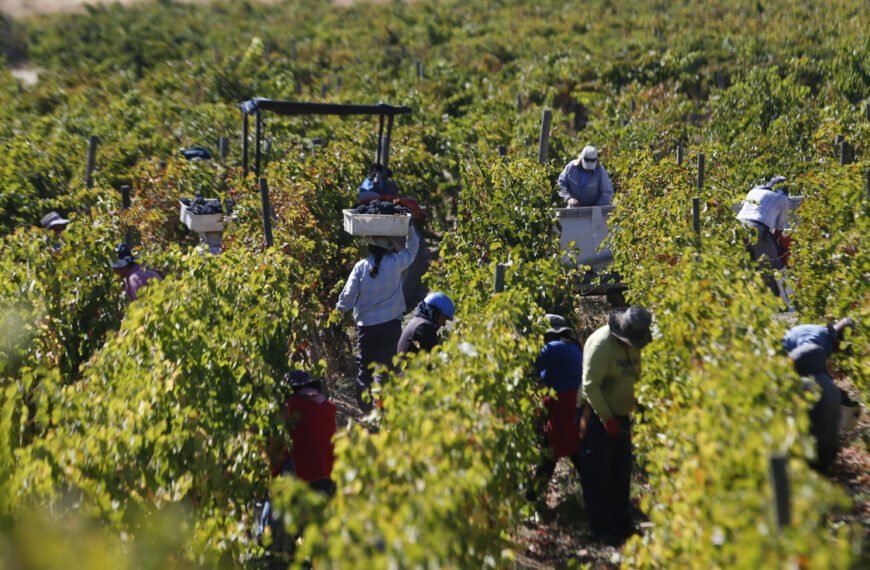 Ante menos volumen, más valor La estrategia que toma fuerza en el vino chileno frente a un escenario cada vez más complejo
